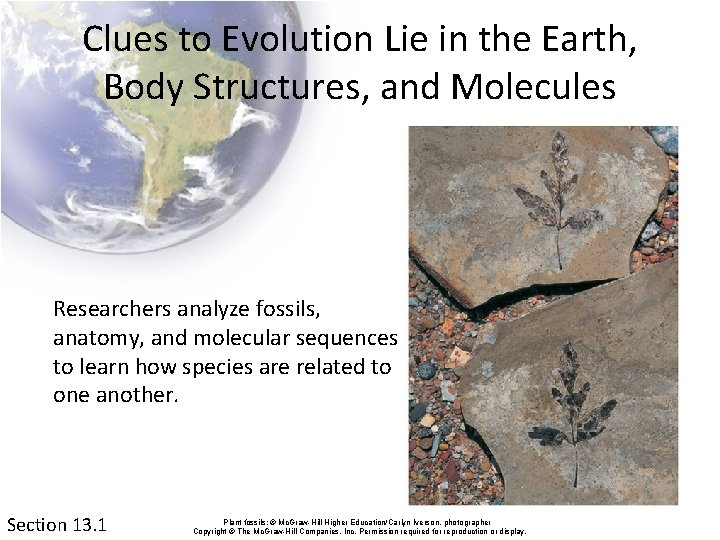 Clues to Evolution Lie in the Earth, Body Structures, and Molecules Researchers analyze fossils,