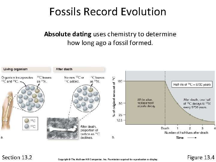 Fossils Record Evolution Absolute dating uses chemistry to determine how long ago a fossil