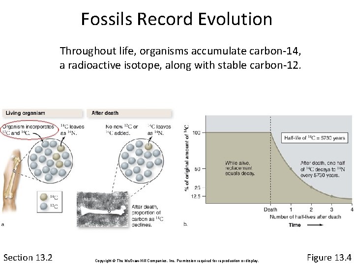 Fossils Record Evolution Throughout life, organisms accumulate carbon-14, a radioactive isotope, along with stable