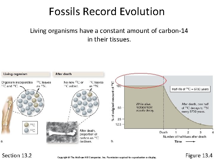 Fossils Record Evolution Living organisms have a constant amount of carbon-14 in their tissues.