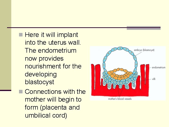 n Here it will implant into the uterus wall. The endometrium now provides nourishment