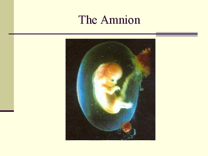 The Amnion 