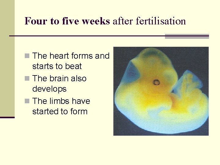 Four to five weeks after fertilisation n The heart forms and starts to beat