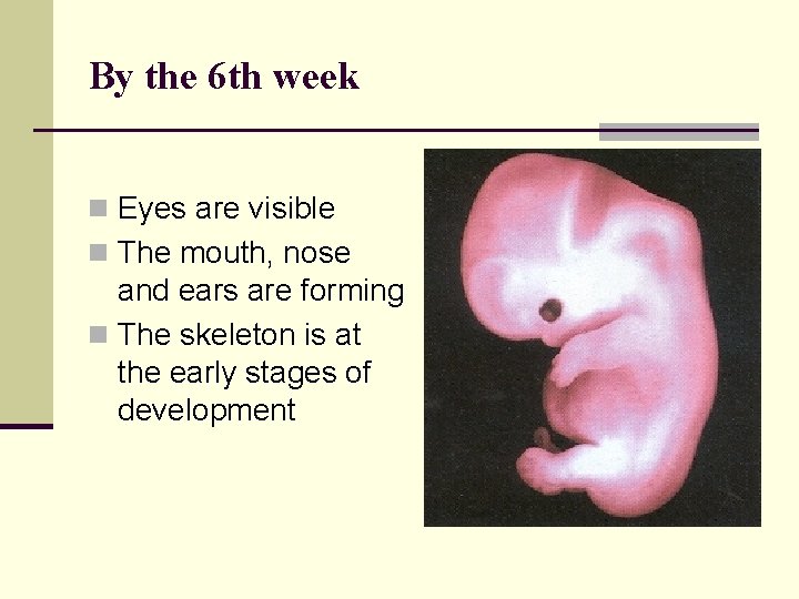 By the 6 th week n Eyes are visible n The mouth, nose and
