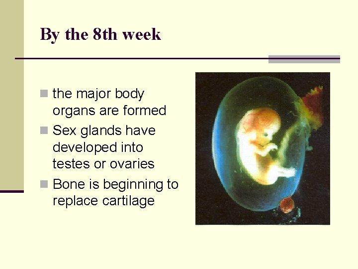 By the 8 th week n the major body organs are formed n Sex