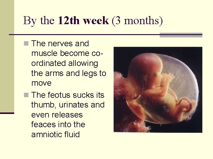 By the 12 th week (3 months) n The nerves and muscle become coordinated