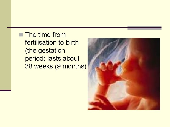 n The time from fertilisation to birth (the gestation period) lasts about 38 weeks