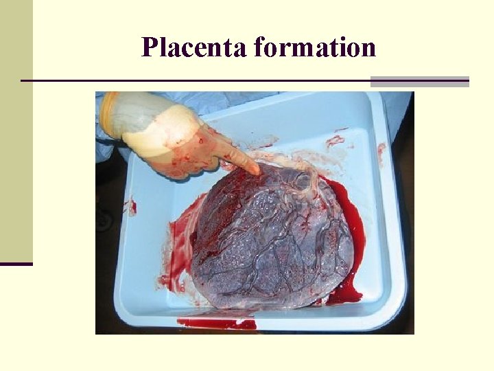 Placenta formation 