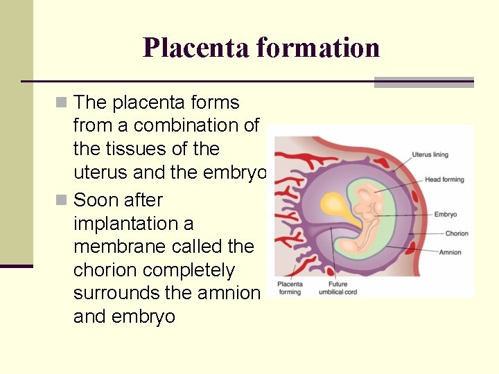 Placenta formation n The placenta forms from a combination of the tissues of the