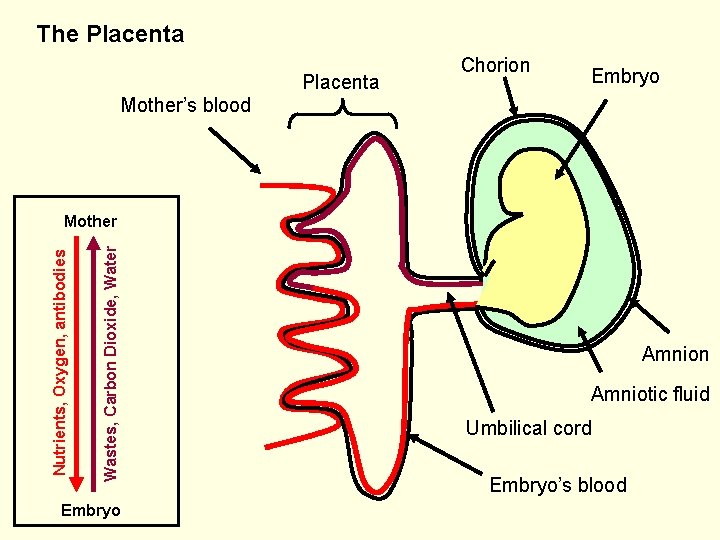 The Placenta Chorion Embryo Mother’s blood Wastes, Carbon Dioxide, Water Nutrients, Oxygen, antibodies Mother