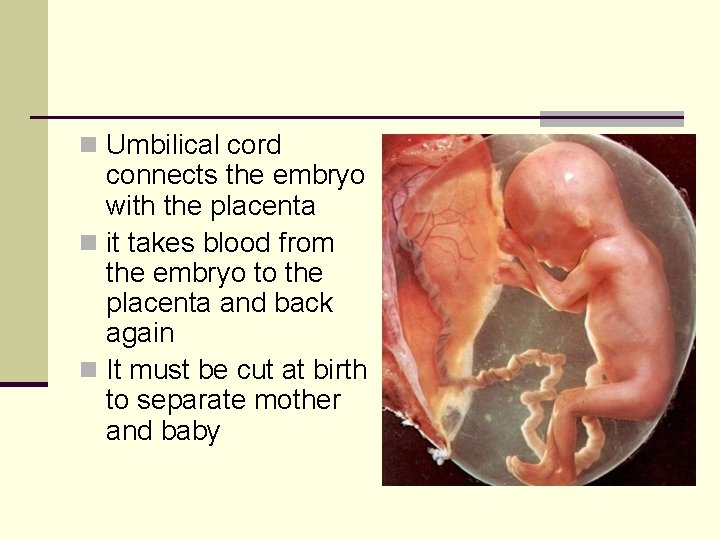 n Umbilical cord connects the embryo with the placenta n it takes blood from