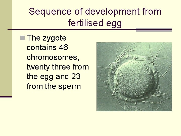 Sequence of development from fertilised egg n The zygote contains 46 chromosomes, twenty three