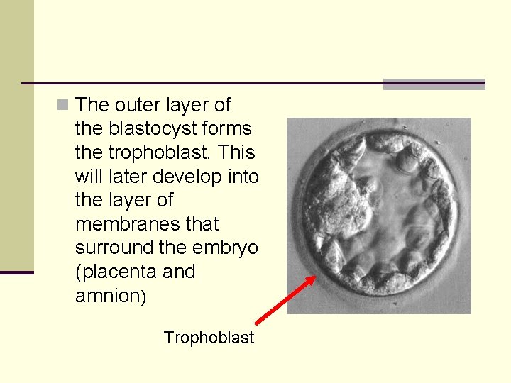n The outer layer of the blastocyst forms the trophoblast. This will later develop