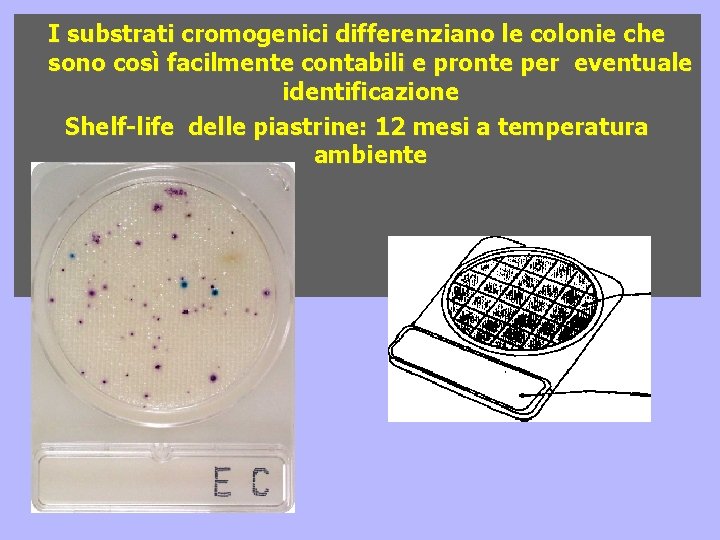 I substrati cromogenici differenziano le colonie che sono così facilmente contabili e pronte per I substrati cromogenici differenziano le colonie che sono così facilmente contabili e pronte per