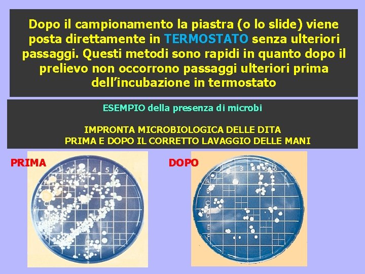 Dopo il campionamento la piastra (o lo slide) viene posta direttamente in TERMOSTATO senza Dopo il campionamento la piastra (o lo slide) viene posta direttamente in TERMOSTATO senza
