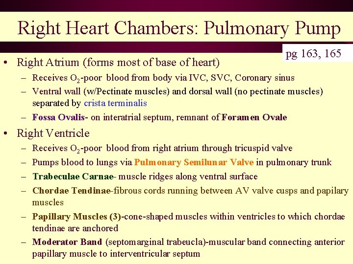 Right Heart Chambers: Pulmonary Pump • Right Atrium (forms most of base of heart)