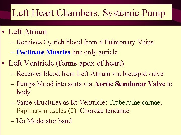 Left Heart Chambers: Systemic Pump • Left Atrium – Receives O 2 -rich blood