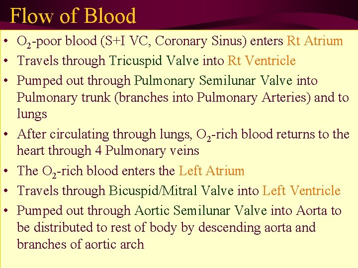 Flow of Blood • O 2 -poor blood (S+I VC, Coronary Sinus) enters Rt