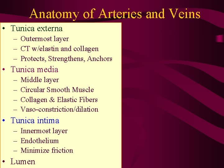 Anatomy of Arteries and Veins • Tunica externa – Outermost layer – CT w/elastin