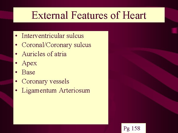 External Features of Heart • • Interventricular sulcus Coronal/Coronary sulcus Auricles of atria Apex