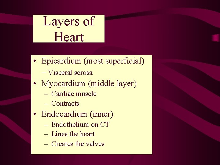Layers of Heart • Epicardium (most superficial) – Visceral serosa • Myocardium (middle layer)