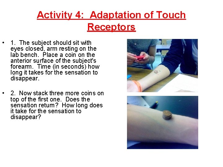Activity 4: Adaptation of Touch Receptors • 1. The subject should sit with eyes