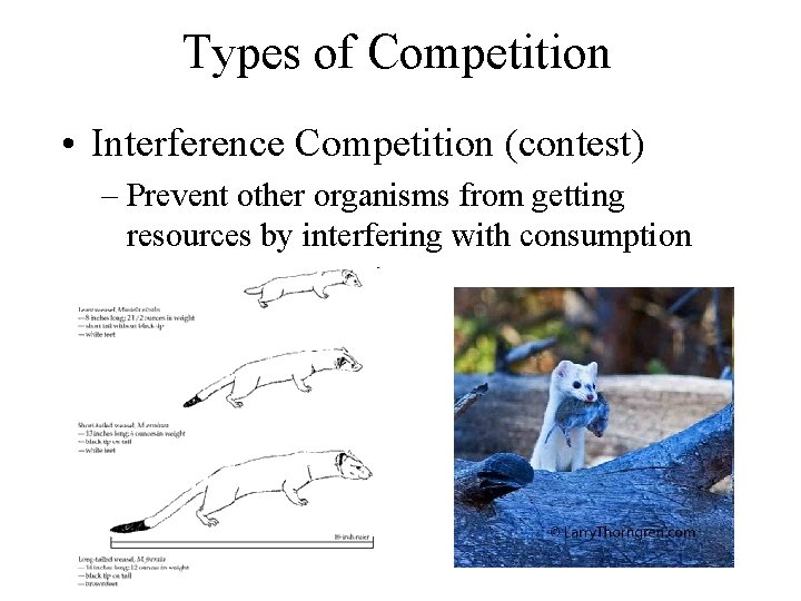 Types of Competition • Interference Competition (contest) – Prevent other organisms from getting resources