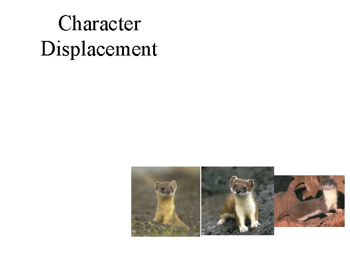 Character Displacement 