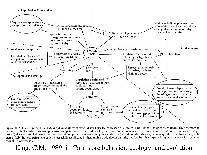 King, C. M. 1989. in Carnivore behavior, ecology, and evolution 