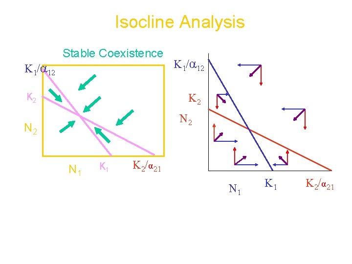 Isocline Analysis Stable Coexistence K 1/α 12 K 2 N 2 N 1 K
