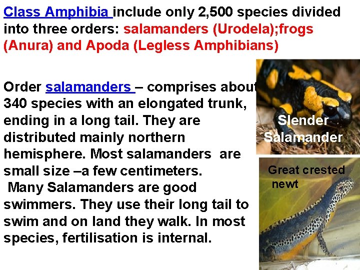 Class Amphibia include only 2, 500 species divided into three orders: salamanders (Urodela); frogs