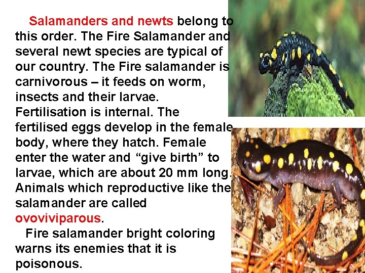 Salamanders and newts belong to this order. The Fire Salamander and several newt species