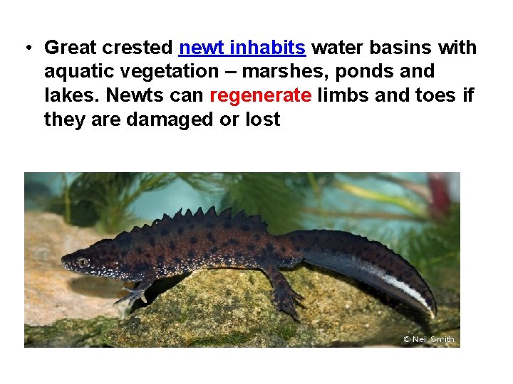  • Great crested newt inhabits water basins with aquatic vegetation – marshes, ponds
