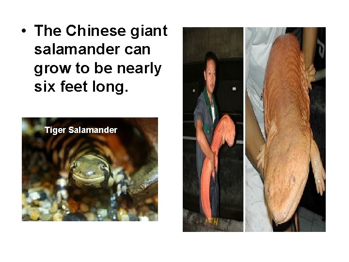  • The Chinese giant salamander can grow to be nearly six feet long.