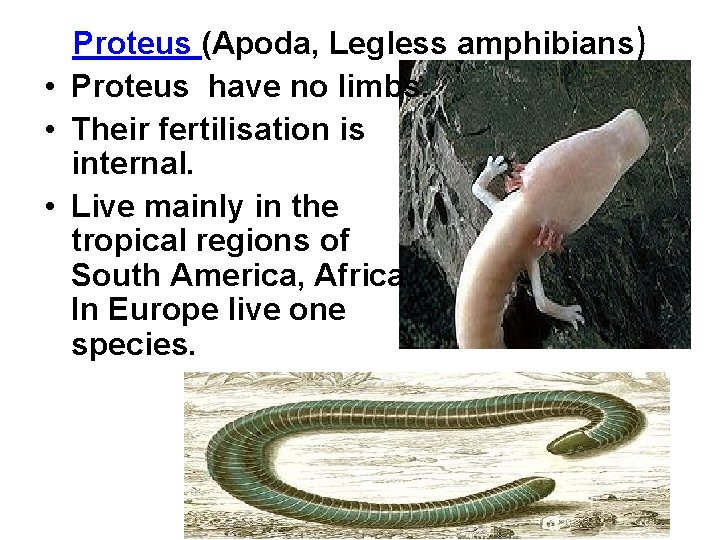 Proteus (Apoda, Legless amphibians) • Proteus have no limbs. • Their fertilisation is internal.