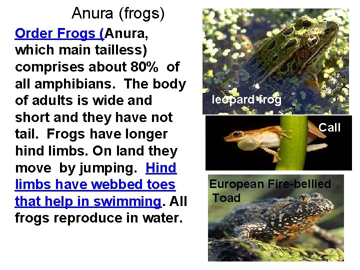 Anura (frogs) Order Frogs (Anura, which main tailless) comprises about 80% of all amphibians.