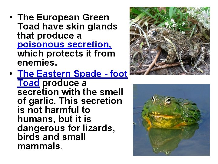  • The European Green Toad have skin glands that produce a poisonous secretion,