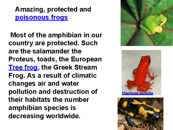 Amazing, protected and poisonous frogs Most of the amphibian in our country are protected.