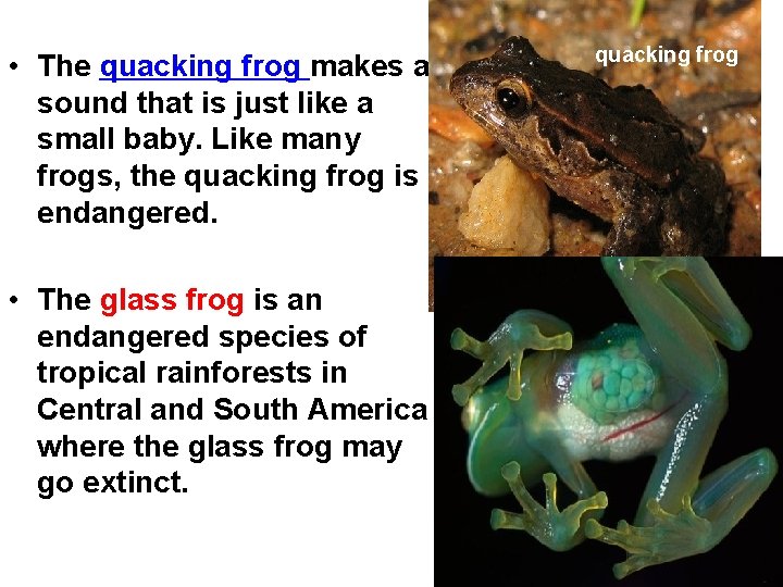  • The quacking frog makes a sound that is just like a small