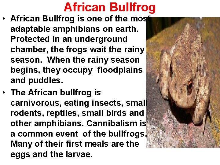 African Bullfrog • African Bullfrog is one of the most adaptable amphibians on earth.