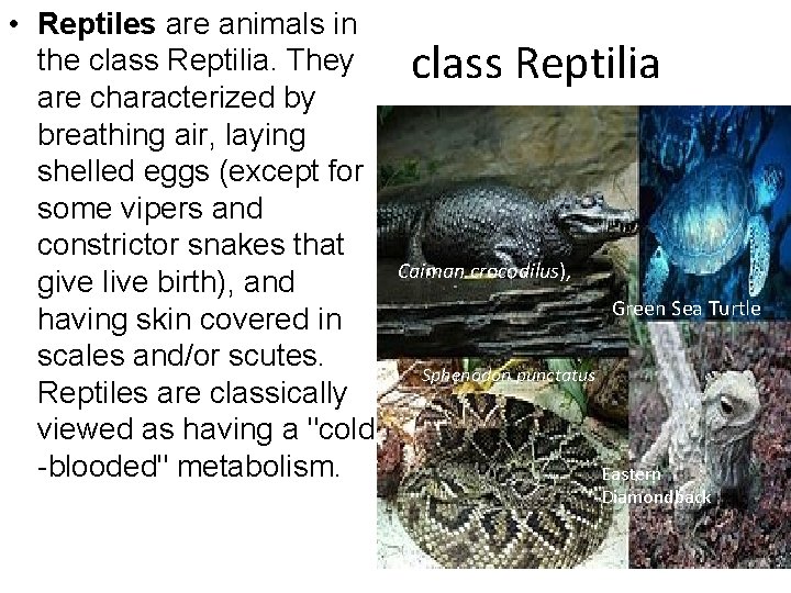  • Reptiles are animals in the class Reptilia. They are characterized by breathing