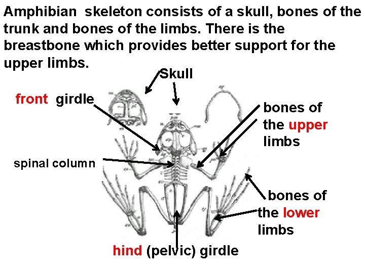 Amphibian skeleton consists of a skull, bones of the trunk and bones of the