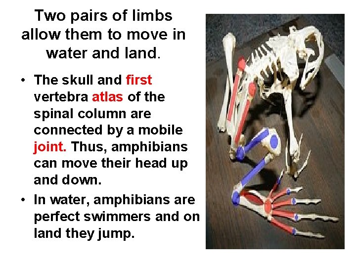 Two pairs of limbs allow them to move in water and land. • The