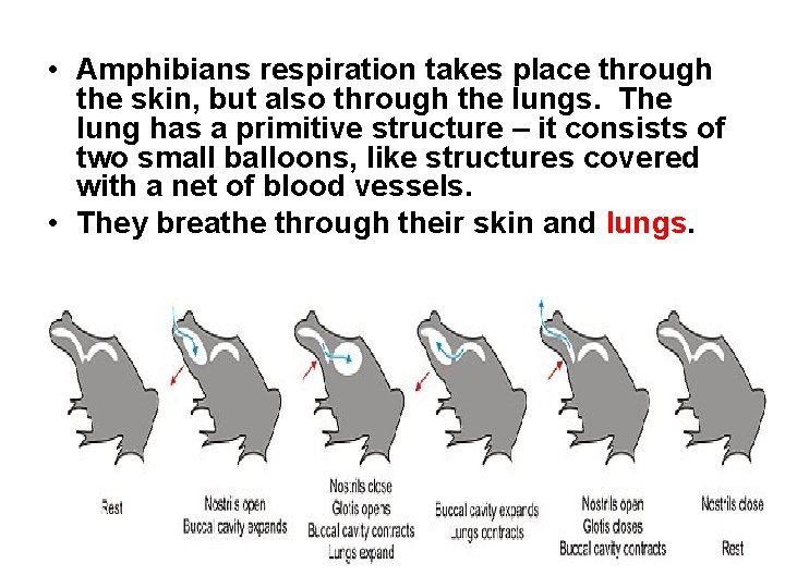  • Amphibians respiration takes place through the skin, but also through the lungs.