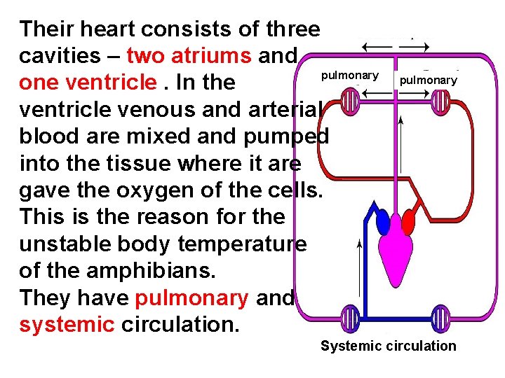 Their heart consists of three cavities – two atriums and pulmonary one ventricle. In