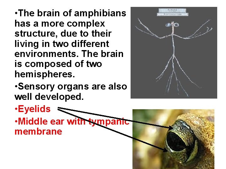  • The brain of amphibians has a more complex structure, due to their
