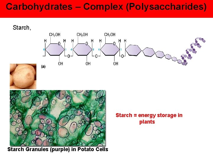 Carbohydrates – Complex (Polysaccharides) Starch, Starch = energy storage in plants Starch Granules (purple)