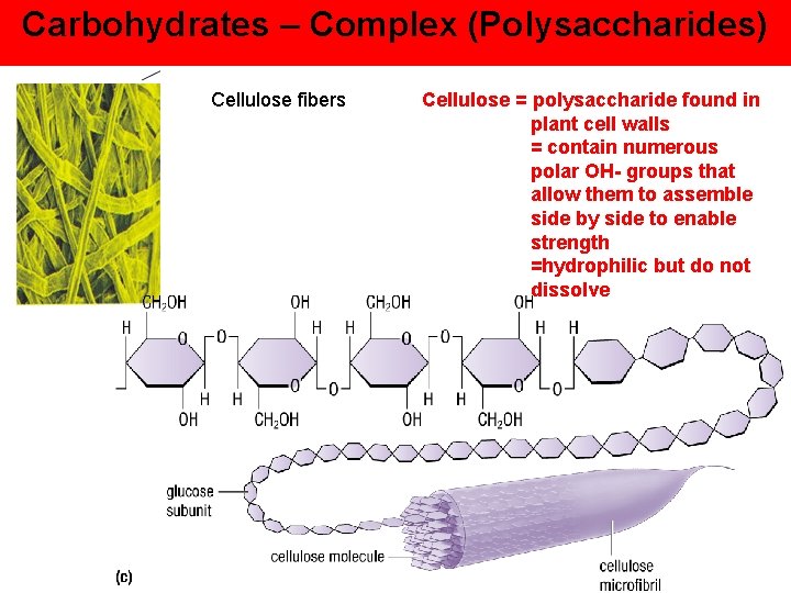 Carbohydrates – Complex (Polysaccharides) Cellulose fibers Cellulose = polysaccharide found in plant cell walls
