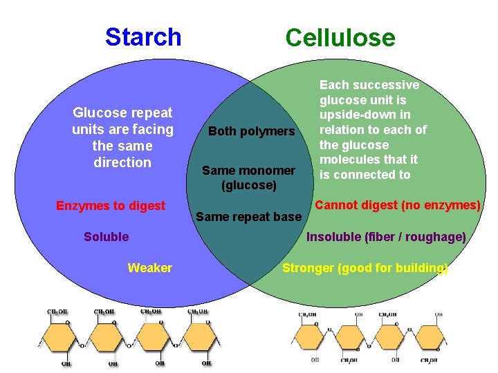 Starch Glucose repeat units are facing the same direction Enzymes to digest Soluble Weaker