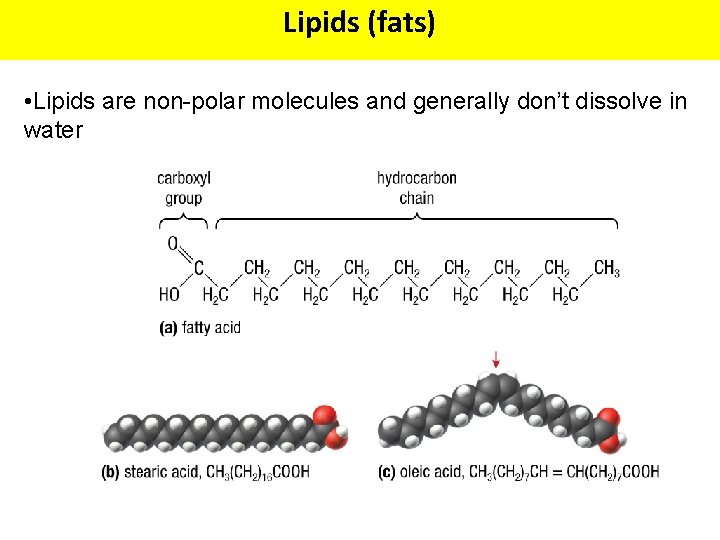 Lipids (fats) • Lipids are non-polar molecules and generally don’t dissolve in water 